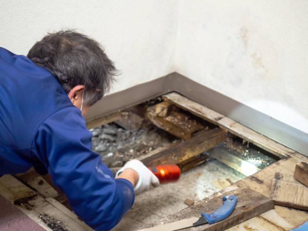 Mold Removal and Inspection in Pewee Valley, KY