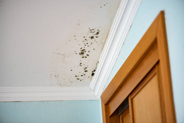 Best Residential Mold Removal  in Pewee Valley, KY