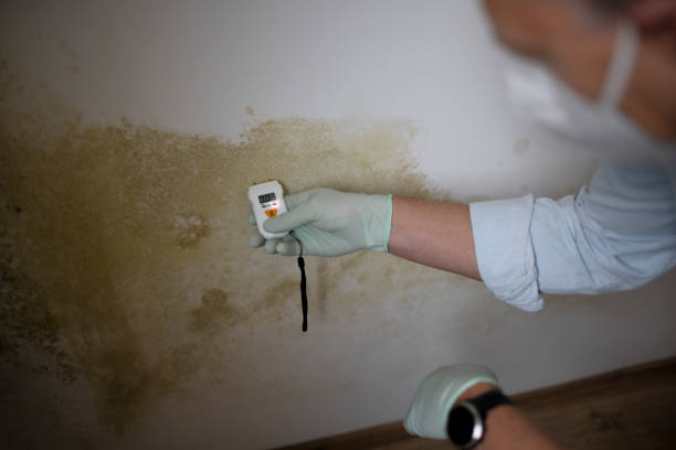Best Attic Mold Removal  in Pewee Valley, KY