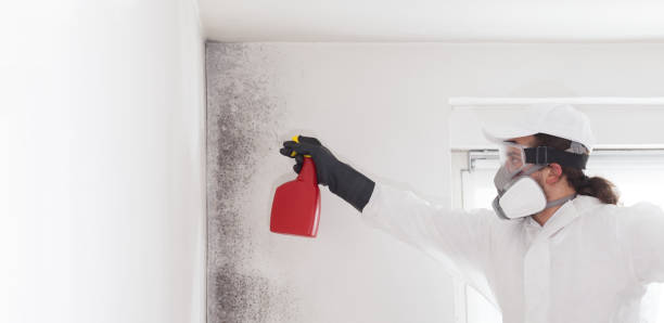 Professional Mold Removal in Pewee Valley, KY
