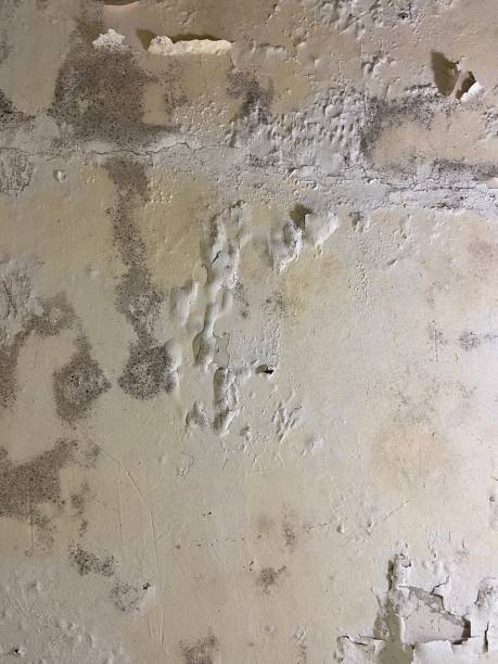 Best Certified Mold Removal  in Pewee Valley, KY