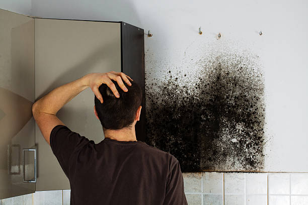Best Mold Removal Specialists  in Pewee Valley, KY
