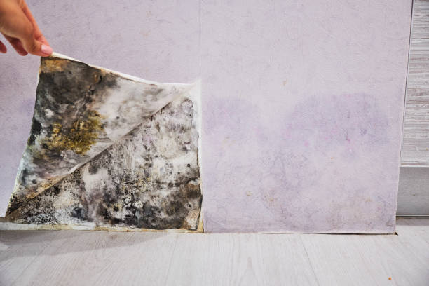Best Home Mold Removal  in Pewee Valley, KY
